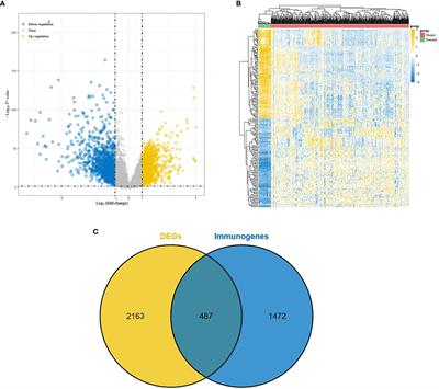 The Bioinformatics-Based Analysis Identifies 7 Immune-Related Genes as Prognostic Biomarkers for Colon Cancer